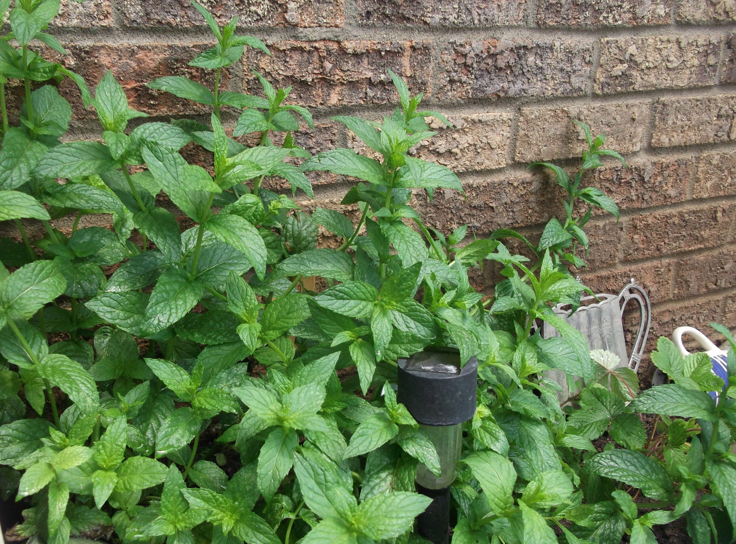 Sirop de menthe sans sucre